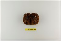 藏品(廣闊疣扇蟹)的圖片